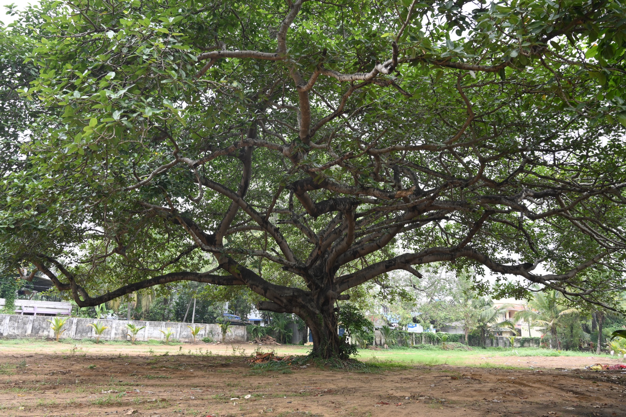 പേരാൽ
